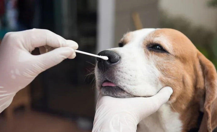 NGS-based Diagnostic Testing for Animals and Pets