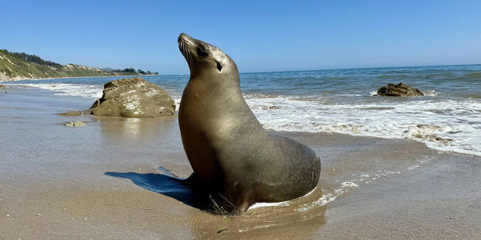 Collaborative Research Aims to Discover Effective Treatments for Marine Mammals Poisoned by Toxic Algae