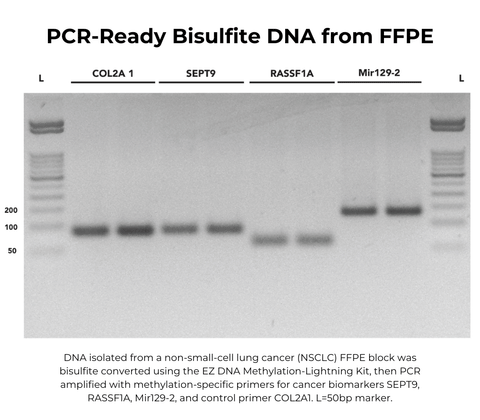 EZ-96 DNA Methylation-Lightning Kit